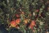Growing conditions for cranberries this season have been good so far