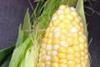 Barfoots launches Sugar Spotted Corn