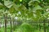 Brazilian grape is on the water and should enter a good European and UK market