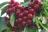 Australian cherries
