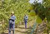 RSA pear harvesting