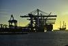 APMT at Port of Rotterdam credit Danny Cornelissen