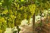 Australian Table Grapes Sun World Sugra 51