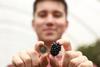 Blackberries' benefits are being highlighted to consumers