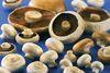 Summer mushroom sales brighten up
