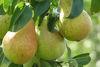 Pear production conference announced