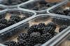 Driscoll's blackberries punnets