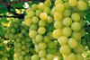 Brazil grapes