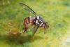 Oriental fruit fly