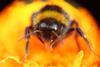 Bumblebee CREDIT Przemek Pietrak