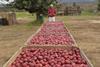 Buks Nel BigBucks Gala apples South Africa