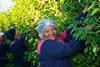 Boschendal Cherry Plums harvesting South Africa stonefruit
