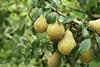 Pears on tree closeup Adobe Stock