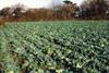 Wheat-price volatility could affect brassica plantings