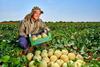 Staay Food Group melons Brazil 1