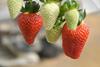 Australian strawberries Camarosa
