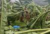 Impact of August 2025 rains on Caribbean Costa Rica bananas