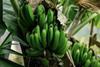 Peruvian bananas Adobe Stock