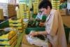 StePac's XTend® product range is used all around the world, including on Mexican avocados, as pictured