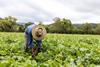 farmer planting vegetable crops Bauer's farm QLD Australian Organic