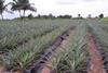 African farmers threatened by climate change action
