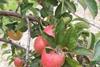 Braeburn production is up 40 per cent