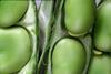 Broad Beans In Pod