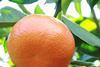 CGA: Leichter Anstieg im Citrus-Export