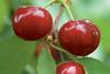 Chile cherries