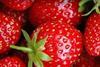 Its Fresh strawberries Food Freshness Technology