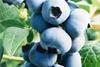Wilson whistles for blueberries
