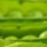 Hallett bullish despite pea volume collapse
