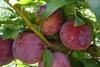 Plums South Africa
