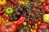 Den Berk Delice tomatoes