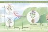 entwicklung tomate kartoffel cell