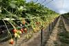 The Summer Berry Company uses GreenView AI for forecasting on 15ha of strawberries