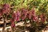 Red seedless table grapes California US Adobe Stock