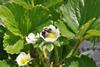 A bumblebee carrying the BVT all-natural plant protection product directly to a bloom (credit BVT)