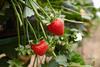 Langdon Manor Farm near Faversham has produced a few extra tonnes of strawberries this year