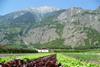 Schweiz-Salatplantage-geiser.JPG
