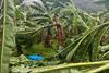 Impact of August 2025 rains on Caribbean Costa Rica bananas