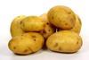 Kartoffeln: Sehr großes Angebot frühreifender Sorten wartet auf Abnehmer