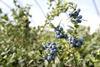 Mountain Blue blueberries