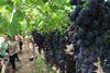 Italien: Produzenten wollen Rechte der Patentinhaber bei Traubensorten überprüfen lassen
