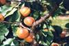 English apricots to build on niche