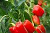Spanish growers buoyed by prices