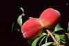 US peaches on tree