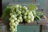 AutumnCrisp Sun World grape