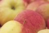 Niederlande: Obstproduzenten wollen sich strategisch besser aufstellen