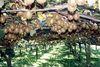 NZ kiwifruit returns boost